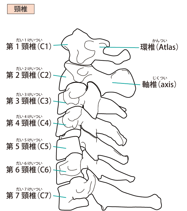 頚椎とは