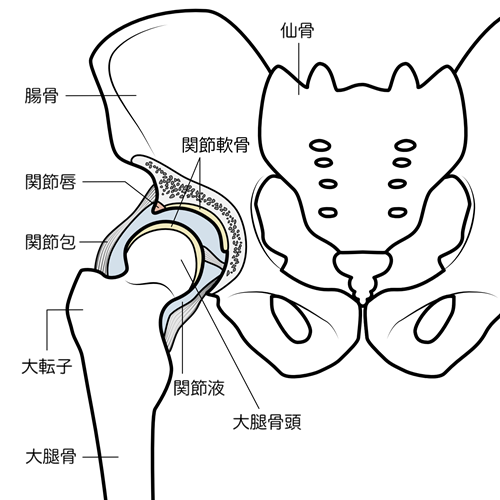 股関節唇損傷とは