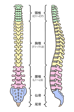 脊柱とは
